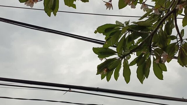 Green tree branches with flowers against a cloudy sky and power lines.