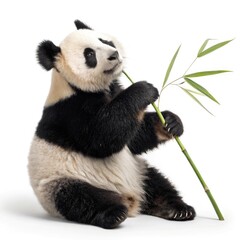 Fototapeta premium giant panda 18 months