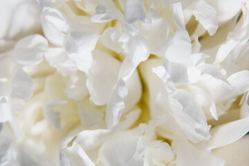 Close-up White Peony Blossoms. A soft focus on white peony petals, delicate textures of buds flower, gentle shades of cream pastel color. Serene and pure aesthetic concept. Macro full bloom.