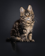 Obraz premium Expressive Maine Coon cat kitten, sitting up side ways on an edge. Looking straight to camera. Isolated on a black background.