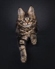 Expressive Maine Coon cat kitten, laying down facing front with paws hanging relaxed down. Looking straight to camera. Isolated on a black background.
