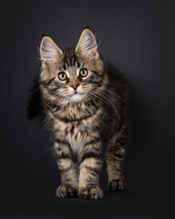 Expressive Maine Coon cat kitten, standing up facing front. Looking straight to camera. Isolated on a black background.