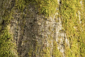 Obraz premium Green moss on bark of old tree. Abstract background and texture for design.