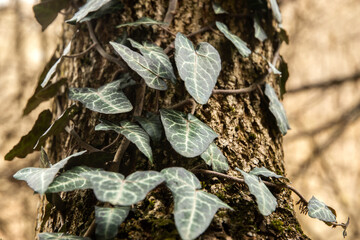 Close up of green ivy leaves on tree in spring forest