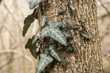 Close up of green ivy leaves on tree in spring forest