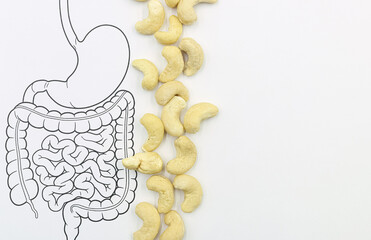 Cashew nuts. Nutrition and healthy foods. Cashew nuts next to the human gastrointestinal tract.	

