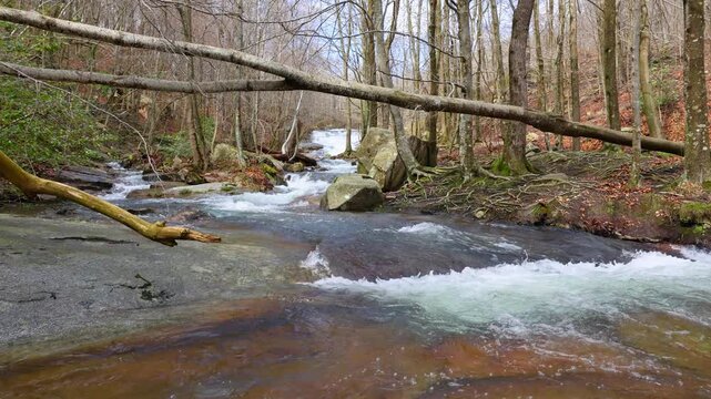 R&iacute;o caudaloso en el bosque en invierno. Riera de Santa Fe, Parque Natural del Montseny