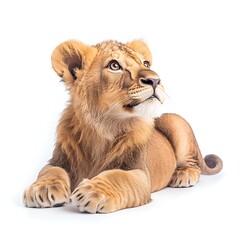 Obraz premium Lion Cub for White Background, Studio Shot.