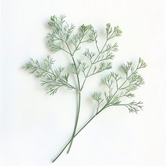 Fototapeta premium Delicate Green Chervil Herb against a Crisp White Backdrop