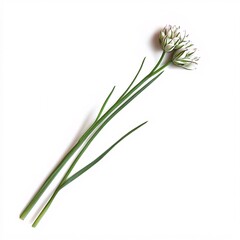 Fototapeta premium Isolated vibrant chive flower atop sleek green stem on bright backdrop