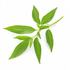 Fototapeta premium Vibrant Lemon Verbena Sprig Showcasing Unique Leaf Structure on White