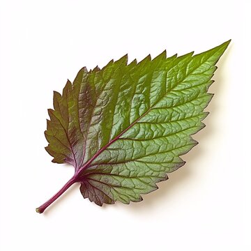 Fresh perilla leaf sprig with crinkled texture against a white background
