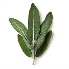 Obraz premium Close-Up of Soft Velvety Sage Leaves with Intricate Details