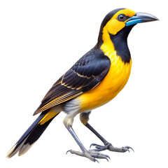 Fototapeta premium Spectacular Portrait of a Montezuma Oropendola Bird on Black Background