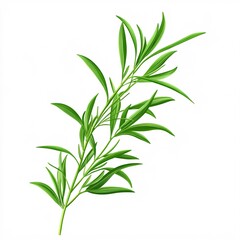 Fototapeta premium Detailed Image of a Single Tarragon Sprig Highlighting Its Distinct Green Leaves