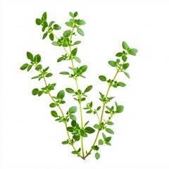 Detailed Close-Up of a Fresh Thyme Sprig Capturing Its Tiny Leaves