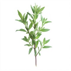 Obraz premium Close-Up View of a Winter Savory Plant Showcasing Its Woody Stem