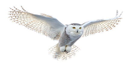 great horned owl isolated on white 