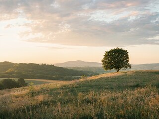 Lonely Tree on a Hill at Sunset ,Peaceful Nature Landscape with Golden Light  ,Tree, Hill, Sunset