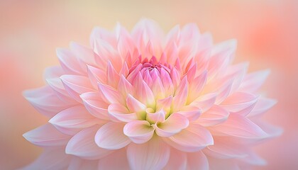 Pink Dahlia Flower Bloom Closeup.