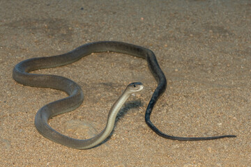 The highly feared black mamba (Dendroaspis polylepis), in a bushveld clearing in KwaZulu-Natal,...