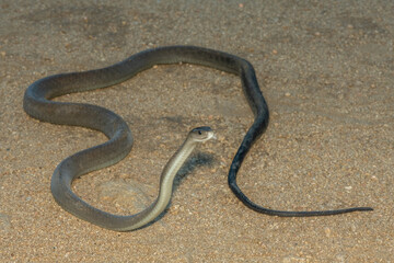 The highly feared black mamba (Dendroaspis polylepis), in a bushveld clearing in KwaZulu-Natal, South Africa