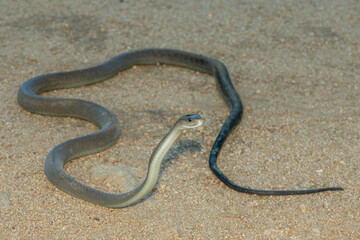 The highly feared black mamba (Dendroaspis polylepis), in a bushveld clearing in KwaZulu-Natal, South Africa