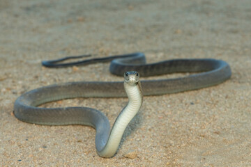 The highly feared black mamba (Dendroaspis polylepis), in a bushveld clearing in KwaZulu-Natal, South Africa