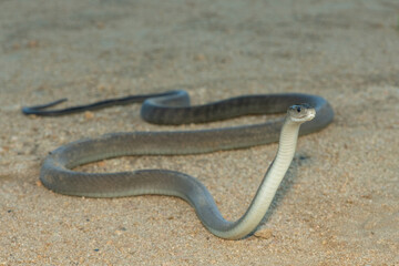 The highly feared black mamba (Dendroaspis polylepis), in a bushveld clearing in KwaZulu-Natal, South Africa
