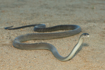 The highly feared black mamba (Dendroaspis polylepis), in a bushveld clearing in KwaZulu-Natal,...