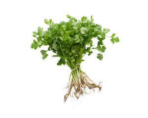 Fototapeta premium Cilantro, coriander leaves, or coriander explained with roots on Png Format and Transparent Background