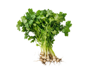 Cilantro, coriander leaves, or coriander explained with roots on Png Format and Transparent Background