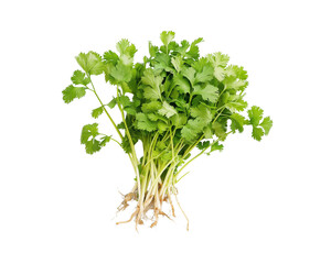 Fototapeta premium Cilantro, coriander leaves, or coriander explained with roots on Png Format and Transparent Background