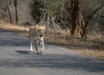 Löwin oder Löwe im Busch vom Krüger National Park - Kruger Nationalpark Südafrika