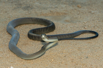 The highly feared black mamba (Dendroaspis polylepis), in a bushveld clearing in KwaZulu-Natal, South Africa