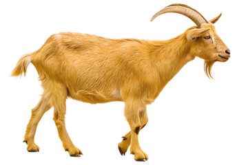 golden goat on transparent background