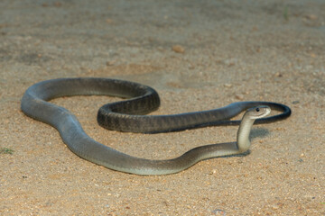 The highly feared black mamba (Dendroaspis polylepis), in a bushveld clearing in KwaZulu-Natal,...