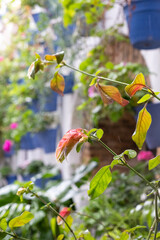 Colourful flower pots decorate the walls of the courtyards and patio gardens of Cordoba, Andalusia, southern Spain.