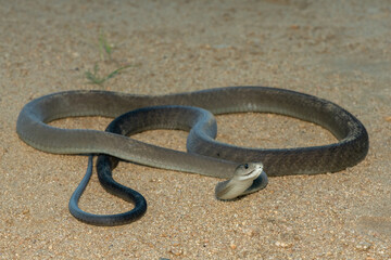The highly feared black mamba (Dendroaspis polylepis), in a bushveld clearing in KwaZulu-Natal, South Africa