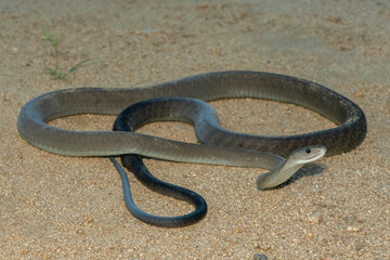 The highly feared black mamba (Dendroaspis polylepis), in a bushveld clearing in KwaZulu-Natal, South Africa