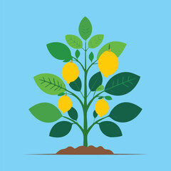 Obraz premium A vibrant lemon tree, brimming with fresh fruit and glossy green leaves under the sun..