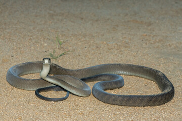 The highly feared black mamba (Dendroaspis polylepis), in a bushveld clearing in KwaZulu-Natal, South Africa