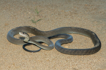 The highly feared black mamba (Dendroaspis polylepis), in a bushveld clearing in KwaZulu-Natal,...