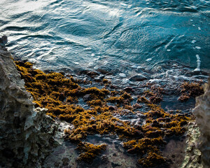 turquoise ocean water coastline meeting a rocky shore with brown and green seaweed macroalgae abstract tropical landscape