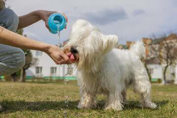 Thirsty white fluffy dog drinking water from owner's hand outdoors on a sunny day