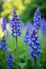Obraz premium Closeup of vibrant blue Echium vulgare flowers blooming in a meadow, meadow, macro