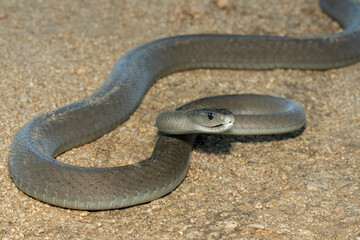 The highly feared black mamba (Dendroaspis polylepis), in a bushveld clearing in KwaZulu-Natal, South Africa
