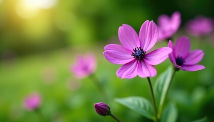 Fototapeta premium Close-up of vibrant purple Calotrope flowers blooming against a backdrop of lush greenery in nature, blooming, landscape