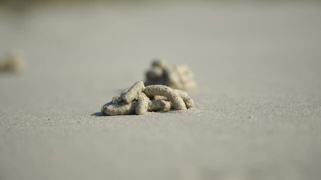  blow lugworm.
blow lugworm. Interesting phenomenon on the beaches. Time lapse. Sausages from sand. Movement of sand from a worm.