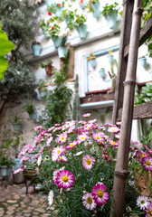 Greenery and colourful flower pots decorate the walls of courtyards and patio gardens of Cordoba, Andalusia, southern Spain. 